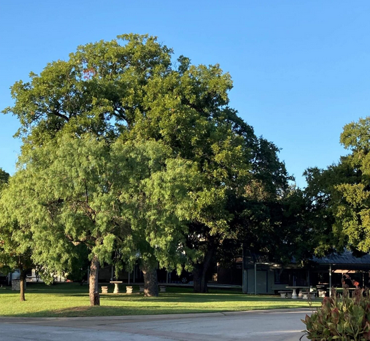 Association Park – green trees with sunlight